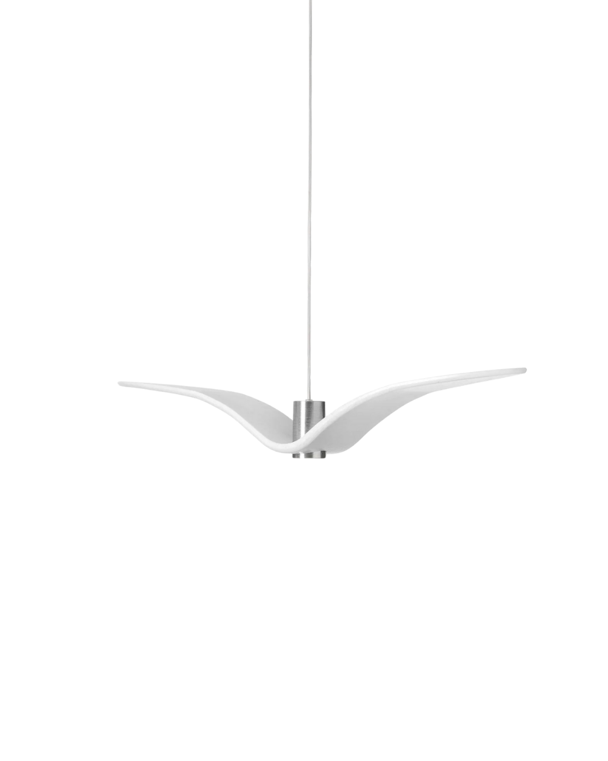 The Night Bird